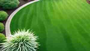 Zoysia Tenuifolia Care & Growth Guide