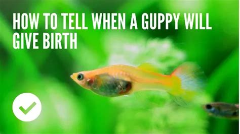 How To Tell If A Guppy Is Pregnant - ideabes