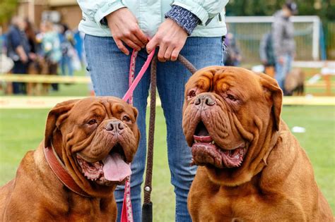 Dogue De Bordeaux Lifespan: Average Life Expectancy and More! - A-Z Animals