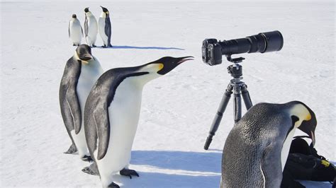 Antarctica Photography Tours, Cruises & Expeditions