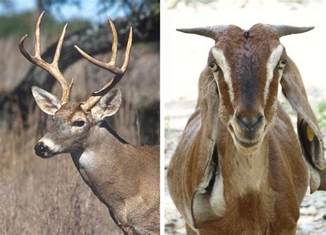 What's the difference between antlers and horns? | NCPR News