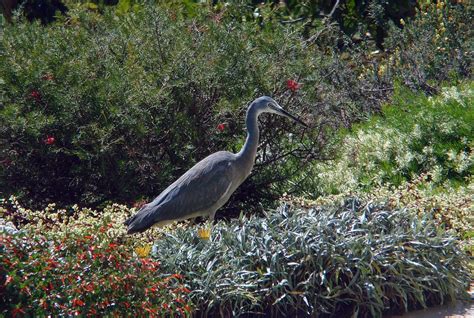 White-Faced Heron Bird Wild - Free photo on Pixabay