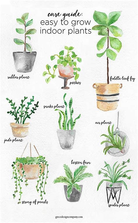 A Guide to Caring for Easy to Grow Indoor Plants | Indoor plants ...