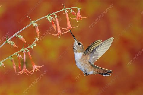 Rufous Hummingbird female feeding in flight - Stock Image - F023/1968 ...