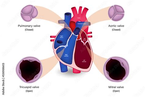 Vecteur Stock Human heart valve anatomy. Systole. Pulmonary valve ...