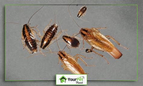 Cockroach Nymphs: Facts you want to know - Your Pet Planet