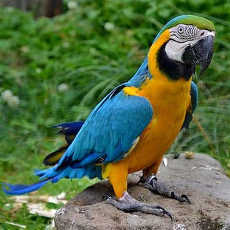 Buy Blue and Gold Macaw Parrot in Pakistan | Macaw Parrot for Sale - Taj Birds