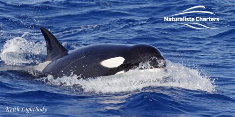 ORCA vs PILOT WHALES! | Naturaliste Charters