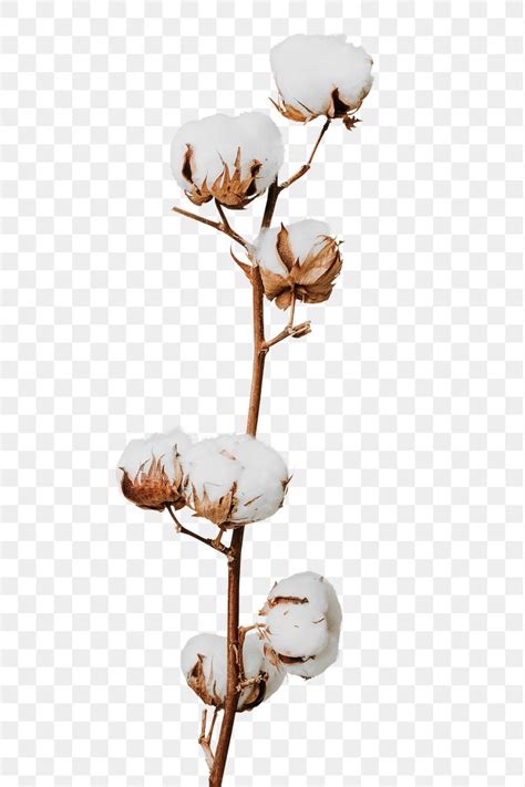 Dried fluffy cotton flower branch | Premium PNG Sticker - rawpixel