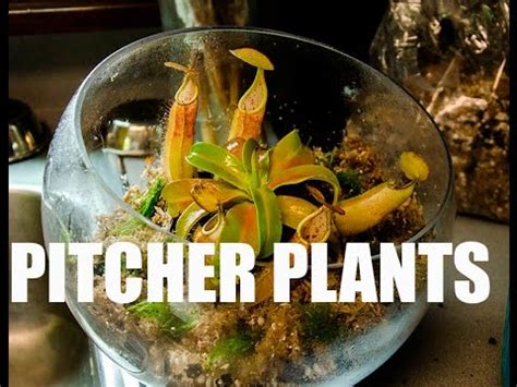 Carnivorous Pitcher Plant Terrarium Build - YouTube