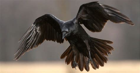 Raven Spirit Animal Symbolism and Meaning - AZ Animals