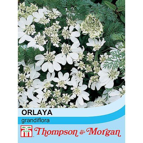 Orlaya grandiflora seeds | Thompson & Morgan