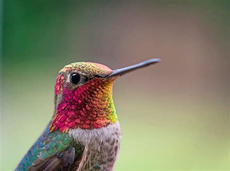 14 Proven Hummingbird Photography Tips - Birds and Blooms