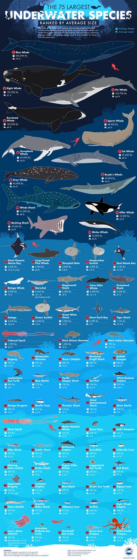 Sea Animal Size Chart