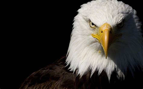 Bald Eagle HD Desktop Wallpaper: Widescreen: alta definición: pantalla completa