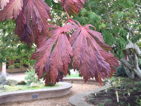 September 2015 Plant Profile: Acer japonicum ‘Aconitifolium’