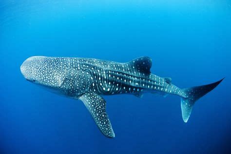 27 Best bioluminescent WhaleShark images | Sea creatures, Deep sea ...