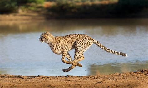 Cheetah Running, Acinonyx Jubatus, South Africa Stock Photo - Image of africa, wildlife: 116614874