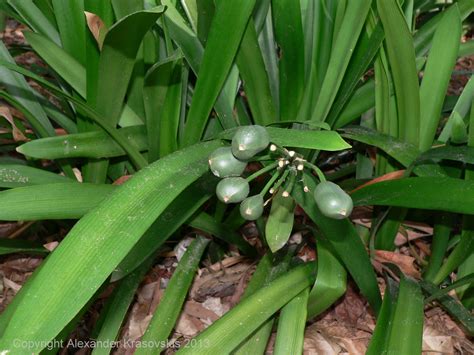 Aggregata Plants & Gardens: Clivia seed collection and propagation technique