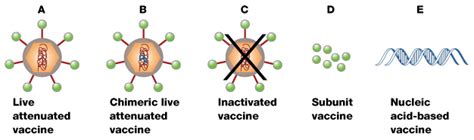 Types of dengue virus vaccines | Learn Science at Scitable