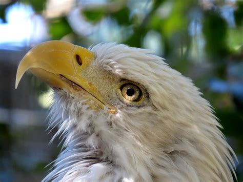 IMG_1197a | One of three bald eagles at the Bronx Zoo. | Naturecamhd | Flickr