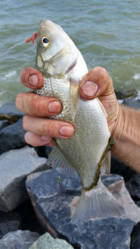 White Perch | Courtesy of Steve Hill, White Perch | Maryland Fisheries Service DNR | Flickr