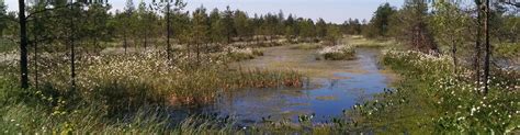 Unlocking private finance for wetlands key to tackling climate change - Wetlands International