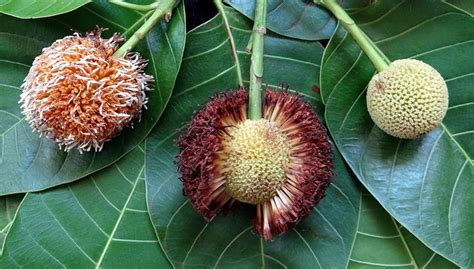 Kadamba Tree Seeds, Anthocephalus Cadamba, Kaim Plant, Mitragyna Parviflora Plant Seeds, Kadam ...