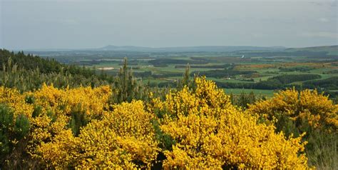 Flowers of Scotland – where will we see your likes in glens - Must See ...