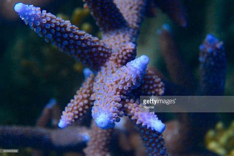 Acropora cervicornis coral | Hard coral, Coral, Animals