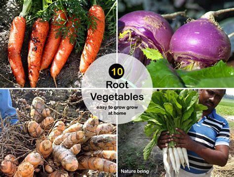 10 Root Vegetables easy to grow grow | How to Grow root vegetables - Naturebring