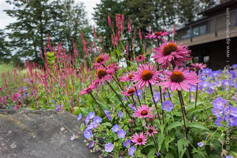 Zone 5: Low-Growing Perennials That Bloom All Summer: 5 Things You Should Know | Antique Njir