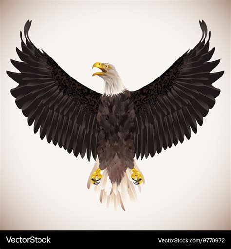 Bald eagle isolated on white background Royalty Free Vector