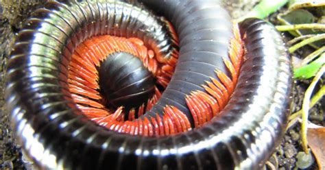 Pet Millipedes: Care Sheet, Facts, Pictures & Info For Beginners