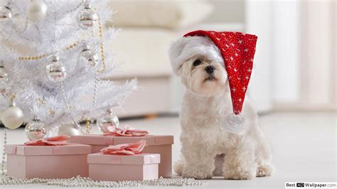 Cute Puppies Christmas Wallpapers - Wallpaper Cave