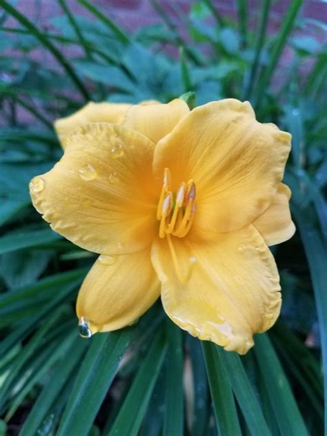 Dew-Covered Yellow Flower - Jenna's Treasures - Photography, Flowers, Plants, & Trees, Flowers ...