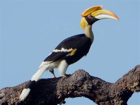 Great Hornbill - eBird