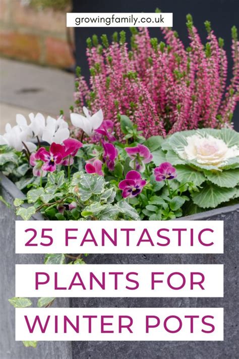 Best winter plants for pots: 25 stunning low maintenance plants - Growing Family