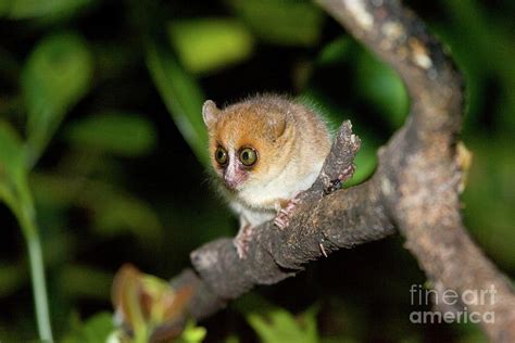 Brown Mouse Lemur Photograph by John Devries/science Photo Library