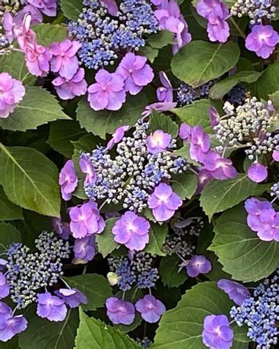 20 Dwarf Hydrangea Varieties For Small Spaces – World of Garden Plants