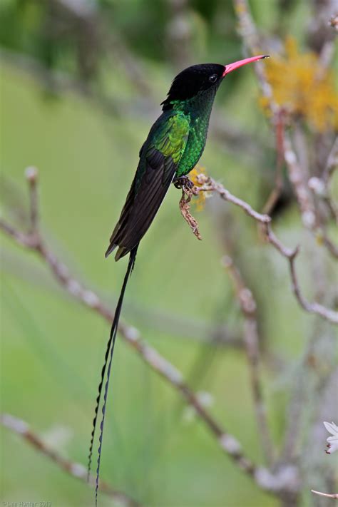 Red-Billed_Streamertail | Red bill, Bird, Bird pictures