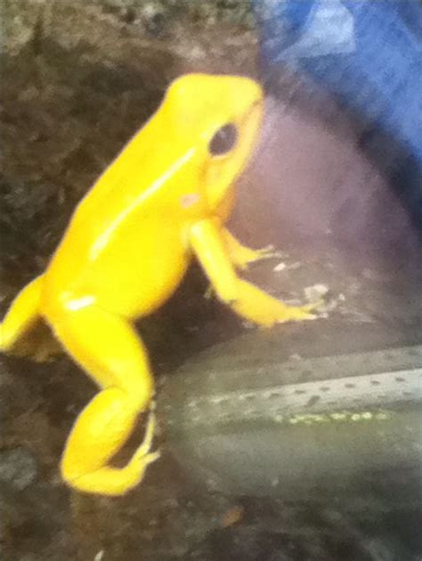 Yellow frog | Animals, Frog, Cute