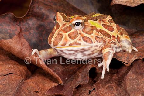 CalPhotos: Ceratophrys cranwelli