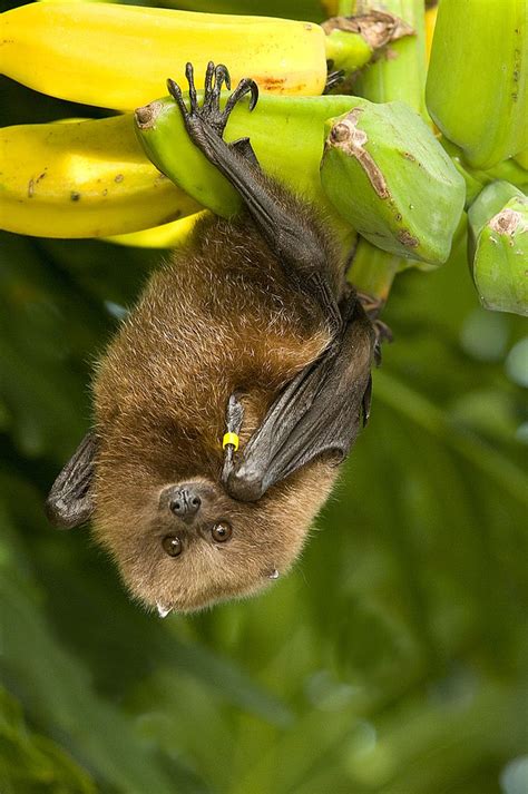 Fruit Bat | Fruit bat, Bat, Bat conservation international