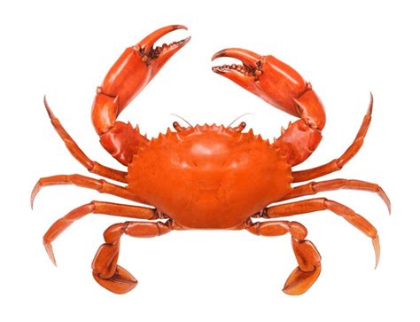 604,513 Crab Royalty-Free Photos and Stock Images | Shutterstock