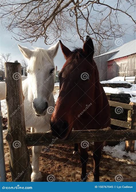 Horses on a Vermont Farm stock image. Image of farm - 150767045