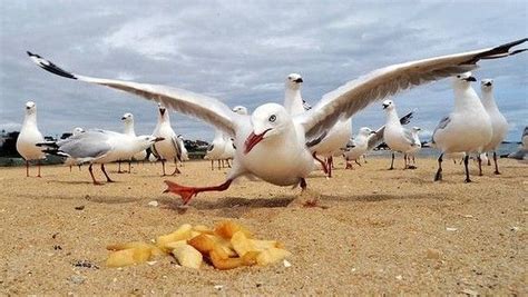 Image result for seagulls chip Healthy Chips, Vaw, The Villain, Seagull, Result, Google Search ...