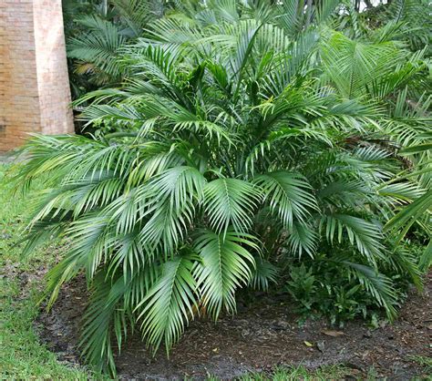 Bamboo Palm | Better Homes & Gardens