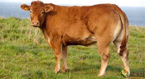 Limousin Cattle: Breed Of French Cattle - Farming Plan