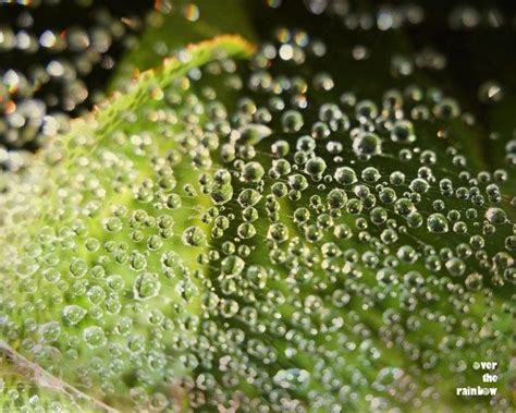 Best nature dew drops | Nature photos, Amazing nature, Dew drops